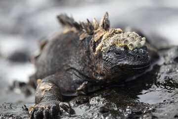 Close-up portrait of Marine Iguana (Amblyrhynchus cristatus) head to side Galapagos Islands