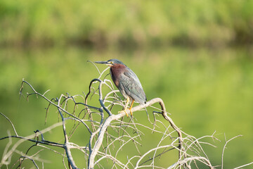 Green Heron on Branch