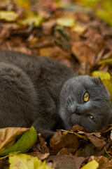 Naklejka na ściany i meble gray cat with beautiful yellow eyes lies in autumn leaves, close-up