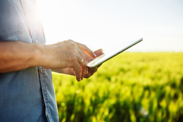 Close-up shot of a farmer with a tablet in his hands. Technologies in farming. Green wheat field. Smart farm.