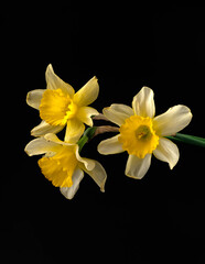 Daffodils, three Narcissus flowers on a black background isolated