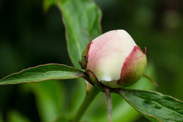 white peony bud on a green bush. cultivation and farming.