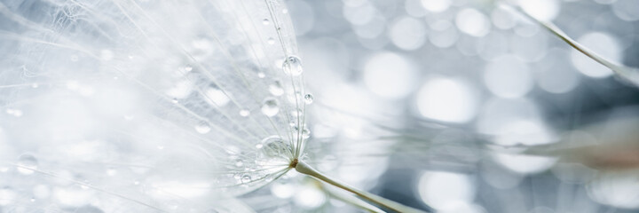 Beautiful dew drops on a dandelion seed macro. Beautiful soft background. Water drops on a parachutes dandelion. Copy space. soft focus on water droplets. circular shape, abstract background