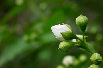white flowering blackberry branch on a bush. floral background. cultivation and farming