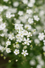 large white gypsophila blooms on a bush. floral background