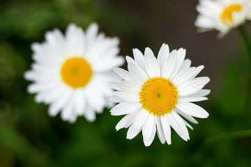 Obraz premium white chamomile blossoms on a green foliage background. 