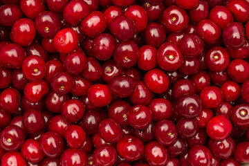 a lot of red sweet cherries. background and frame with place for text and inscriptions.