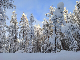 winter landscape with white snow caps on trees and snowfall