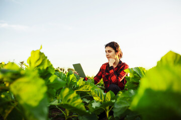 A young female farmer with a tablet in her hands examines the green field. An agronomist checks a field of young sunflowers. Woman in green field using specialized app. - obrazy, fototapety, plakaty