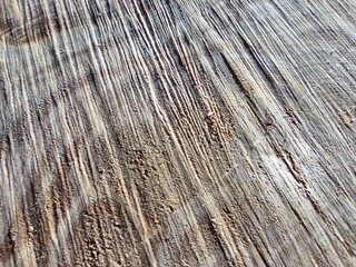 Macro photography of tree fibers, horizontal saw cut, tree in section