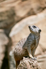 young Meerkat guard looks towards the sky