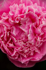 the pink flower of the garden peony is covered with water drops after the rain