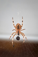 European garden cross spider, Araneus diadematus, from below with its prey wrapped in the spider web