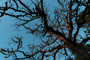 Tree branches against blue sky