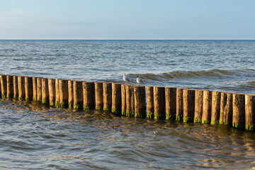 Fototapeta na wymiar the Baltic Sea, wild gulls on the breakwater