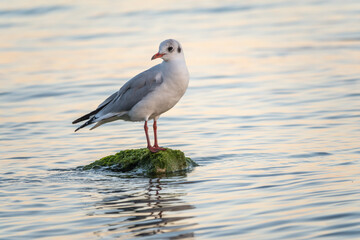 Obraz premium Seagull sits on stone cliff at the sea shore