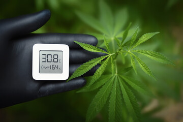 Cannabis plants, growing marijuana and measuring humidity and temperature with a thermo-hygrometer...