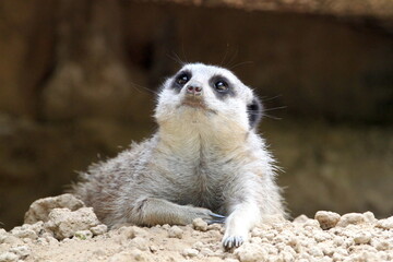 A mongoose. Carnivorous mammal. Herpestidae family