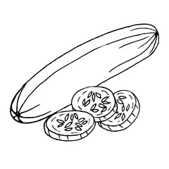 Whole zucchini and slices on a white background, doodle.Vector zucchini can be used in culinary designs,textiles.