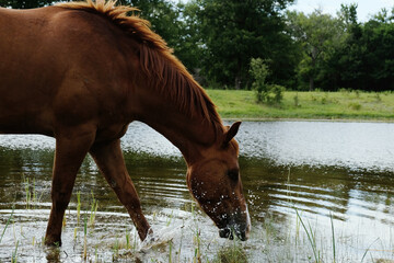 Quarter horse drinking water from pond on farm during summer for hydration.
