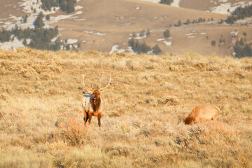 Elk Stag Antler Rack Wildlife Jackson Hole Refuge Grand Teton National Park Wyoming