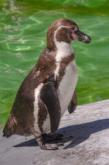 Pinguin