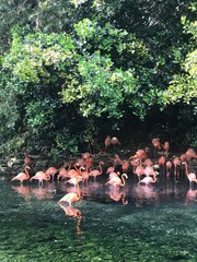 flamingos in the water - obrazy, fototapety, plakaty