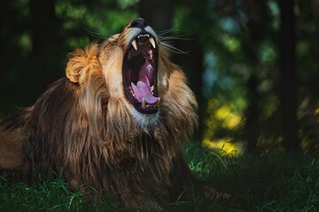 Portrait of lion