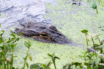American alligator (Alligator mississippiensis) head partially hidden in duckweed, Georgia, USA