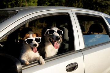 Two dogs looking out car window on summer. Masccot travel road trip concept