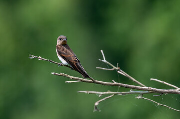 Fototapeta premium Northern rough-winged swallow (Stelgidopteryx serripennis) perched on bare branch, Georgia, USA