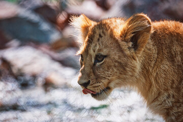 lion cub panthera leo