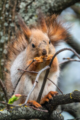 Obraz premium The squirrel with nut sits on a branches in the spring or summer.