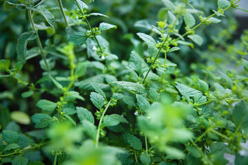 Fototapeta na wymiar Mint plant grow at vegetable garden