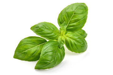 Basil leaf, isolated on white background. High resolution image.