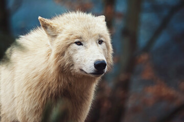 Obraz na płótnie Canvas Arctic wolf portrait