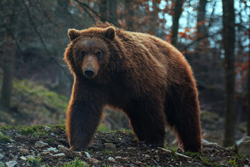 Fototapeta premium Kamchatka brown bear in forest