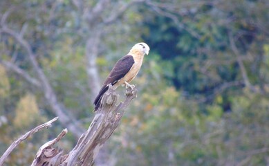 Fototapeta premium brazilian hawk - gaviao carrapateiro