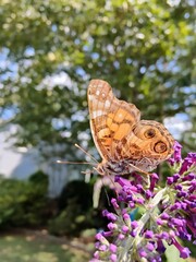 butterfly on flower