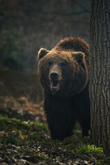 Fototapeta premium Kamchatka brown bear in forest