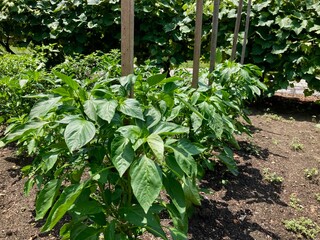 pepper plants in the garden
