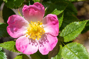 Close up of dog rose (rosa canina) flowers in bloom