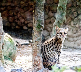 Jaguatirica ,Ocelot Small wild cat from South American forests