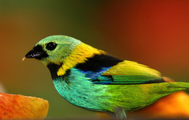 Tropical colorful bird