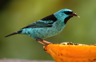 Tropical colorful bird