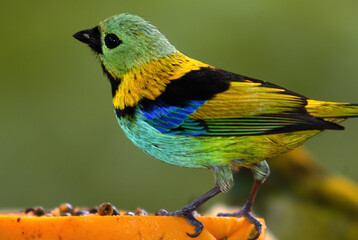 Tropical colorful bird