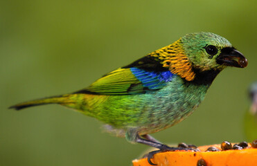 Tropical colorful bird