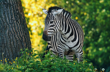 zebra in the grass