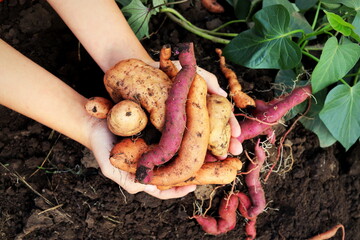 sweet potato multicolored harvest close-up in female hands over the ground selective focus.