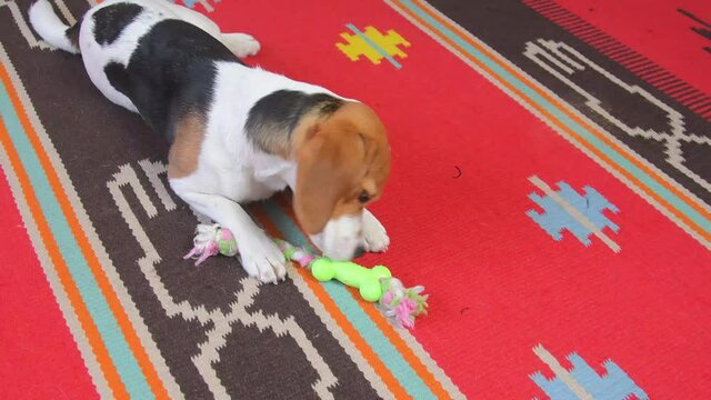 Cute Beagle dog enthusiastically plays with rope toy at home. Small beagle playing with a colorful rope on the floor in living room at home. Dog fun